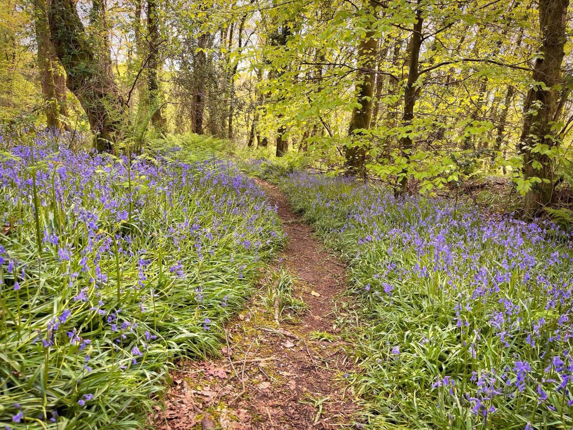 The Squirrel Lodge - Hot Tub - Pet Friendly - Pembrokeshire-Tenby Καρμάρθεν Εξωτερικό φωτογραφία